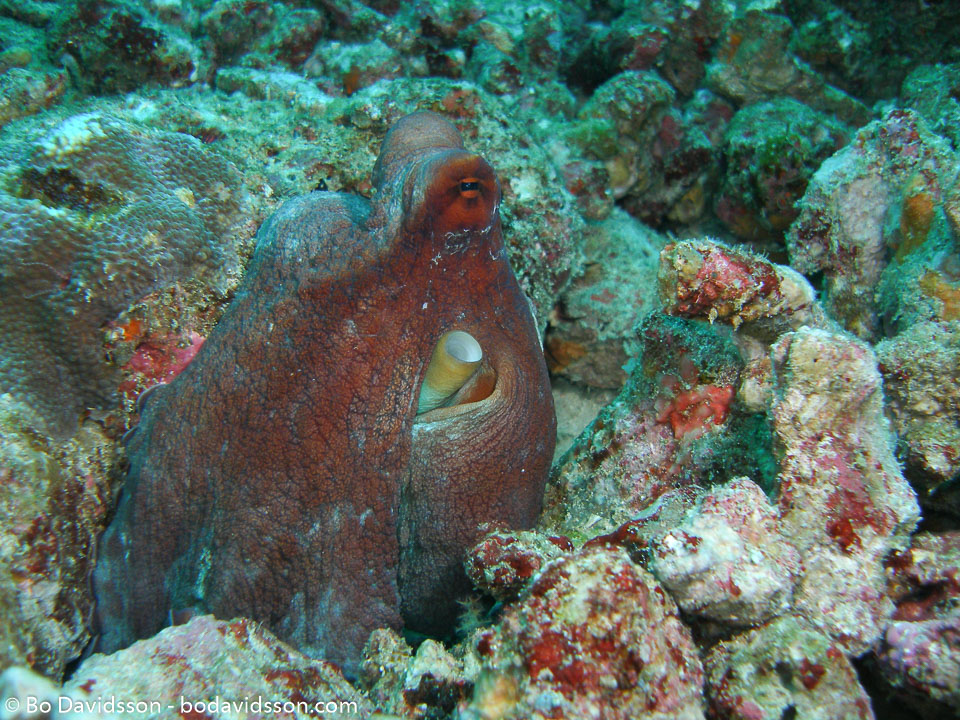 BD-070331-Similan-3310847-Amphioctopus-marginatus-(Iw-Takia-1964)-[Coconut-octopus].jpg